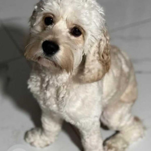 Missing: White Female Cocker Spaniel Dog from Sutter Avenue and 130 Street