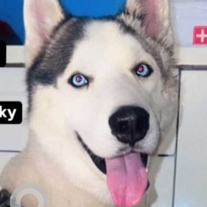 Missing: White and Grey Male Husky Dog from Apeejay School Sheikh Sarai