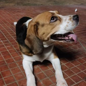 A White-Brown Mix Beagle Dog Found from RT Nagar, Bengaluru-2