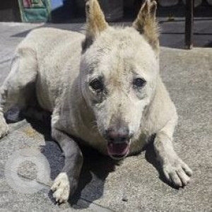 Missing: White Male Indie Dog from Geological Survey of India and Dayanand Sagar College-3