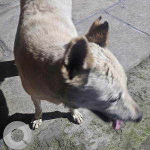 Missing: White Male Indie Dog from Geological Survey of India and Dayanand Sagar College-2