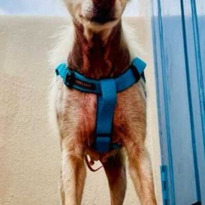 Missing: Brown Male Indie Dog from Sekkad, Avadi-2