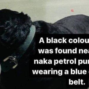 Found: Black Male Labrador Dog from Worli naka petrol pump-2
