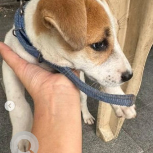 A White-Brown Mix Indie Dog Found from Mahalakshmipuram, Bengaluru