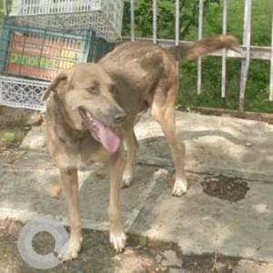 A Black and Brown Indie Dog Found from Pune-2