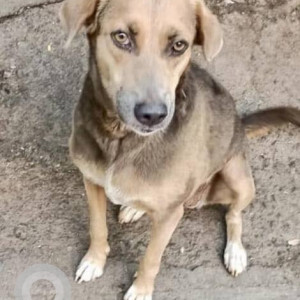 A Black and Brown Indie Dog Found from Pune