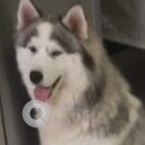 Missing: White and Grey Male Husky Dog from Hanumanth Nagar