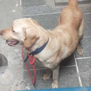 Found: White Male Labrador Dog from Rajajinagar/Manjunathnagar-2