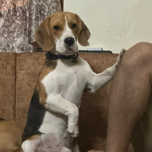A Black and Brown Beagle Dog Missing from Burari, New Delhi-2