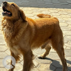 Found: Brown Male Golden Retriever Dog from Xcel Futsal, Balwatar-4