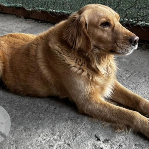 Found: Brown Male Golden Retriever Dog from Xcel Futsal, Balwatar-3