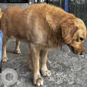 Found: Brown Male Golden Retriever Dog from Xcel Futsal, Balwatar-2