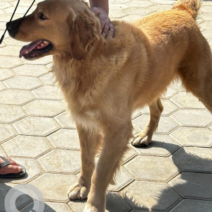 Found: Brown Male Golden Retriever Dog from Xcel Futsal, Balwatar