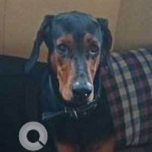 Missing: Black and Brown Female Doberman Dog from kaldhara area