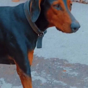Missing: Black and Brown Female Doberman Dog from kaldhara area-2