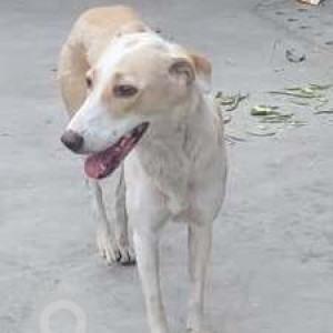 A White-Brown Mix Indie Dog Found from Delhi NCR