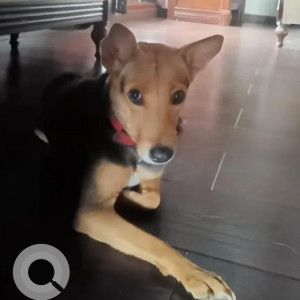A Black and Brown Indie Dog Missing from Vijaynagar club road, Vijaynagar metro station
