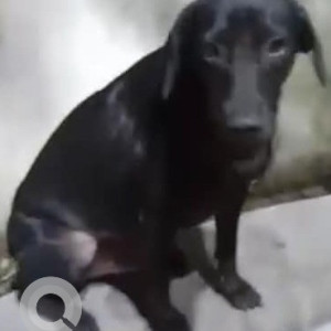 Found: Black Male Indie Dog from PCCOE College, sector 26, Akurdi