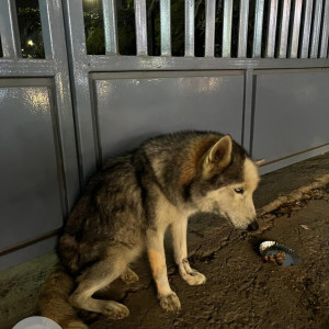 Found: White and Grey Male Husky Dog from Sai Poorna Luxuria Harlur-2