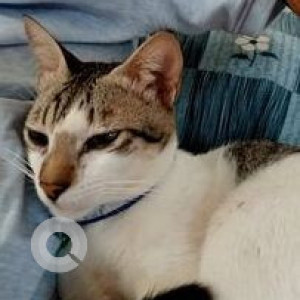 Missing: White and Grey Male Indie Cat from 11th cross, HSR layout, Sector 1-2