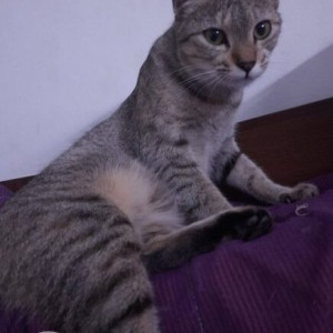 A White and Grey Indian Domestic Short Hair Cat Missing from Zone 13 Adyar, Chennai-2