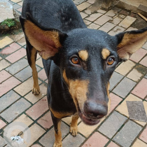 Missing: Black and Brown Female Indie Dog from Mapusa court area, near Maa Ashapura Ceramic shop, North Goa