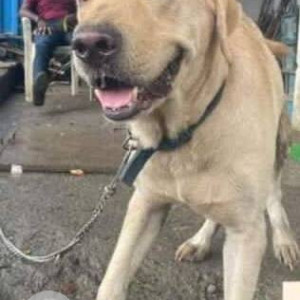 Found: White Male Labrador Dog from Nalasopara west near axis bank ruchita bliss-3