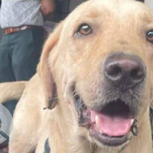 Found: White Male Labrador Dog from Nalasopara west near axis bank ruchita bliss-2