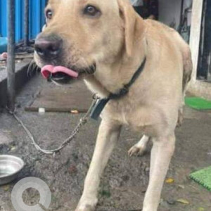 Found: White Male Labrador Dog from Nalasopara west near axis bank ruchita bliss-4