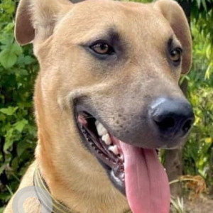 Missing: Brown Male Indie Dog from Sector 35, Petrol Pump
