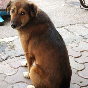 Missing: Black and Brown Male Indie Dog from Fort, Mumbai-2