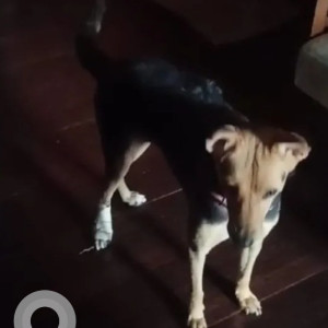 A Black and Brown Indie Dog Missing from Vijaynagar club road, Vijaynagar metro station-2