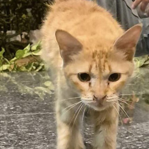 Found: Orange Female Indie Cat from RT Nagar Bus Depot-2