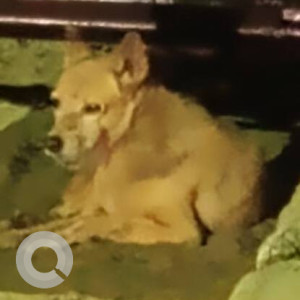 Missing: Brown Female Indie Dog from Mugalivakam-2