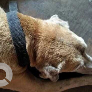 Found: White-Brown Mix Male Indie Dog from Tinto's Caranzalem-2