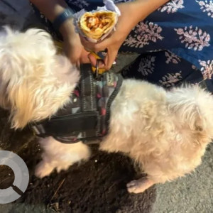 A White Shih Tzu Dog Found from J. P. Nagar, Bengaluru-3