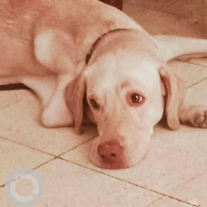 Found: White Male Labrador Dog from Collectorate Colony, Aminjikarai