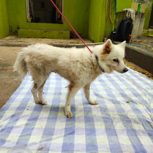 Found: White Female Indian Spitz Dog from Poonamallee High Road, behind Egmore Railway Station-2