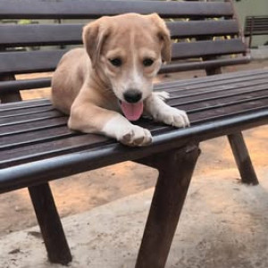 Missing: White-Brown Mix Male Indie Dog from Sector 21 garden, kamothe-2