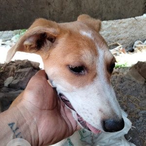 Missing: White-Brown Mix Female Indie Dog from Dhayari