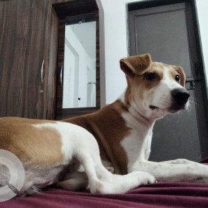 Missing: White-Brown Mix Female Indie Dog from Dhayari-2