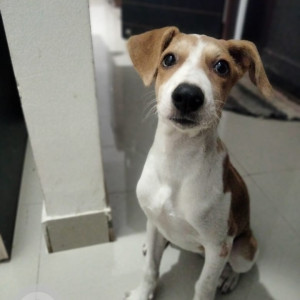 Missing: White-Brown Mix Female Indie Dog from Dhayari-3