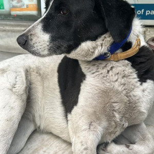 Missing: Black and White Female Indie Dog from Jal vihar, Lajpat Nagar-2