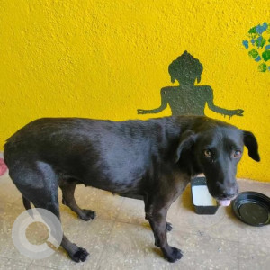 Found: Black Female Indie Dog from Yeshraj Apartment, near Absolute Barbeque, Baner