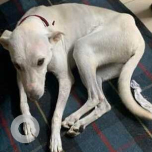 Missing: White Female Indie Dog from Yeshwanthpur area-2