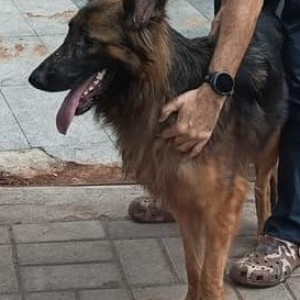 Found: Black and Brown Female German Shepherd Dog from Rahul hotel Aundh-3