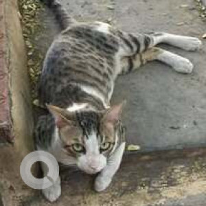 Missing: White-Brown Mix Male Indie Cat from Gokuldham, Goregaon East