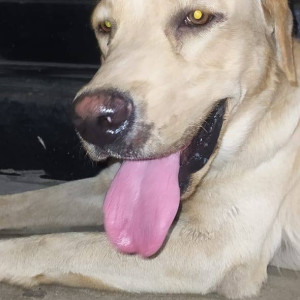 Found: White Male Labrador Dog from Akurdi-2