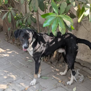 Found: Black and White Male Indie Dog from RIMS school and Sainik Vihar Society