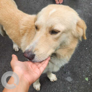 Found: White-Brown Mix Male Indie Dog from Karvenagar Near Cummins College (Polekars Idli lane)